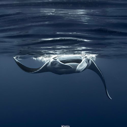 ray1