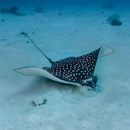 ray2