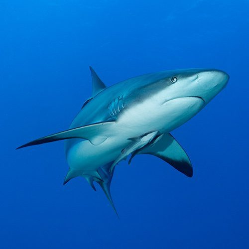 shark1