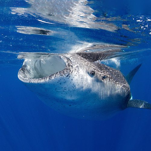 shark2