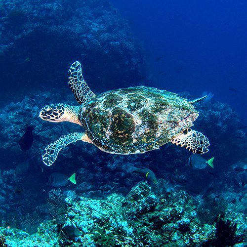 turtle1