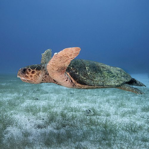turtle2